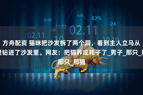 方舟配资 猫咪把沙发拆了两个洞，看到主人立马从洞里钻进了沙发里。网友：把猫养成耗子了_男子_那只_那猫